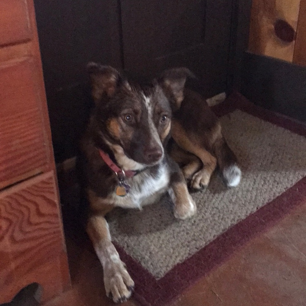 Meet your Posher, Casey